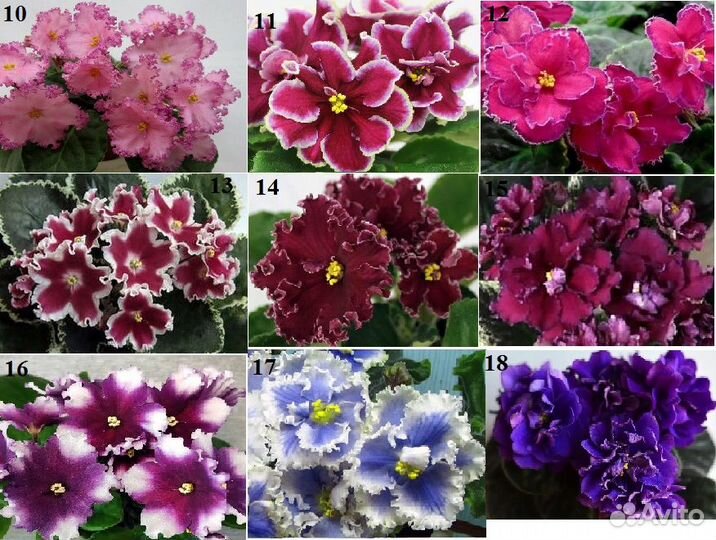 Фиалки сортовые