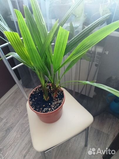 Финиковая пальма