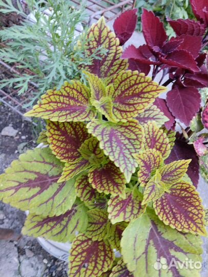Колеусы комнатные растения композиция