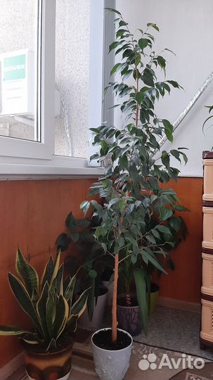 Фикус бенджамина