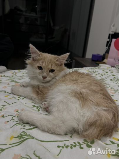 Котенок