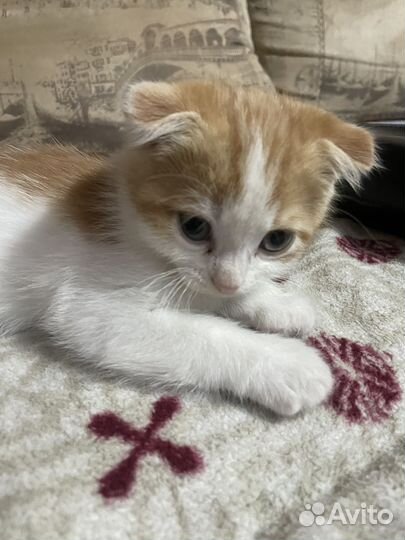 Котята