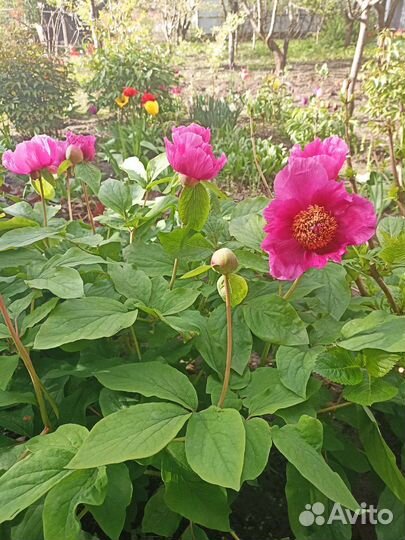 Пион ранний