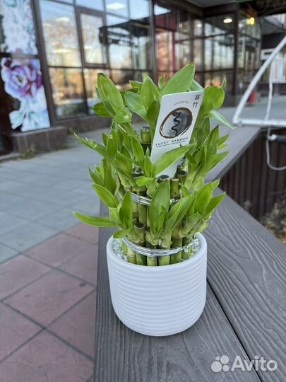 Лаки-бамбук