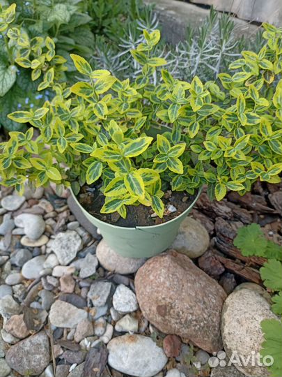 Садовые растения