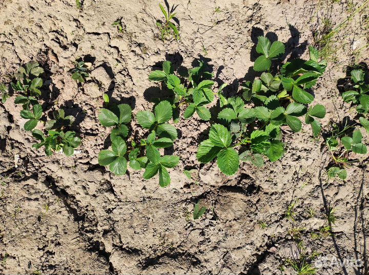 Клубника кокинская