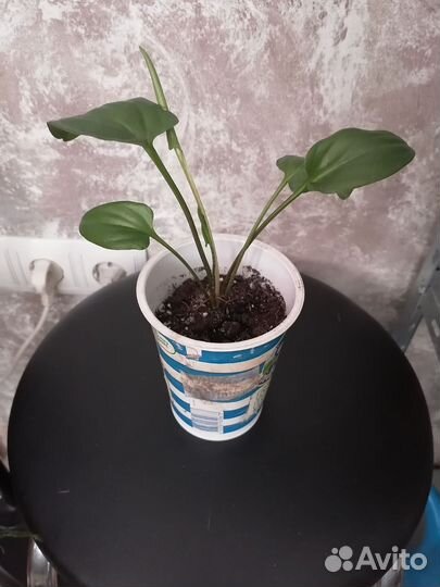 Дримиопсис