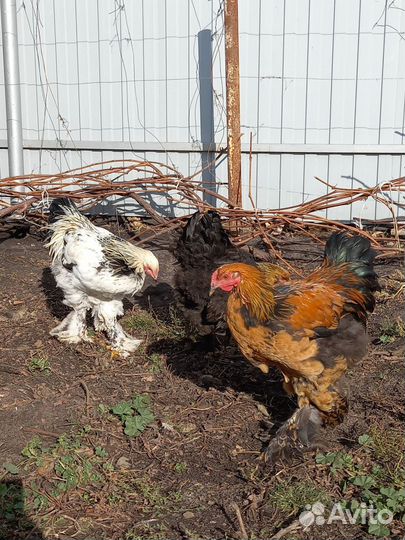 Петухи Брама