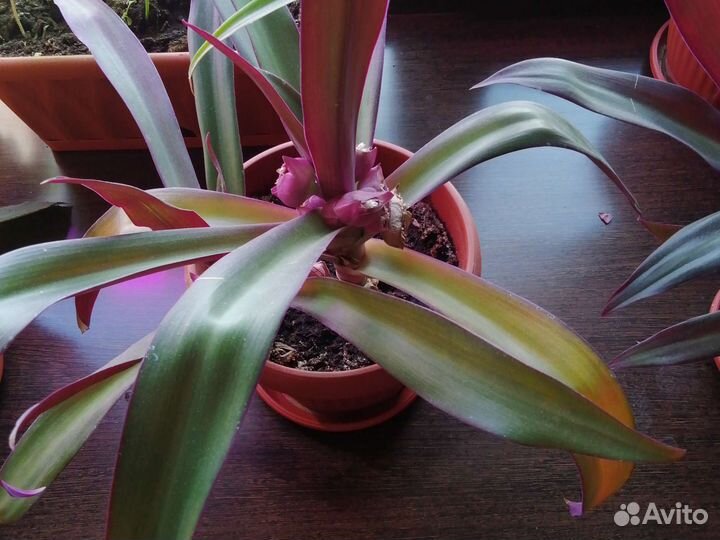 Традесканция рео