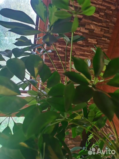 Дерево Шеффлера