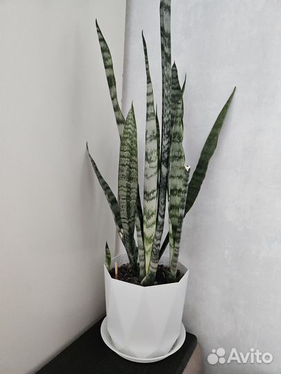 Сансевиерия