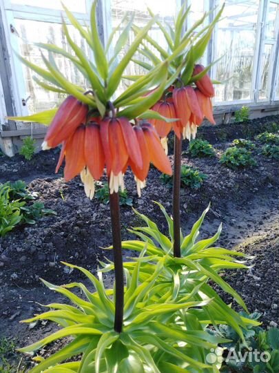 Рябчик императорский