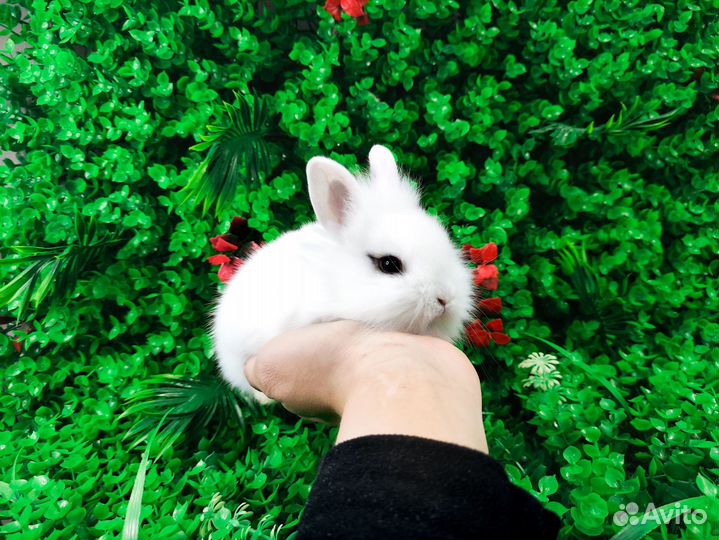 Вислоухий карликовый кролик - супер мини