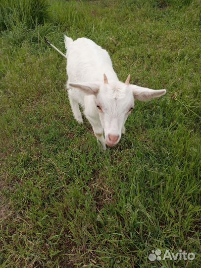 Козлята зааненской породы