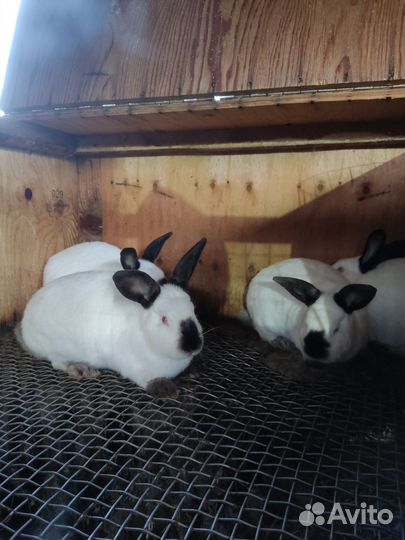 Племенные крольчихи