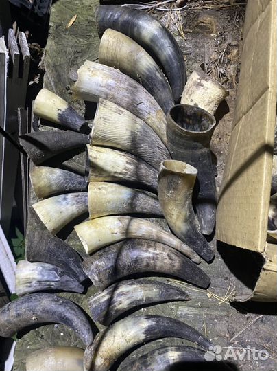 Рога коровы и козьи