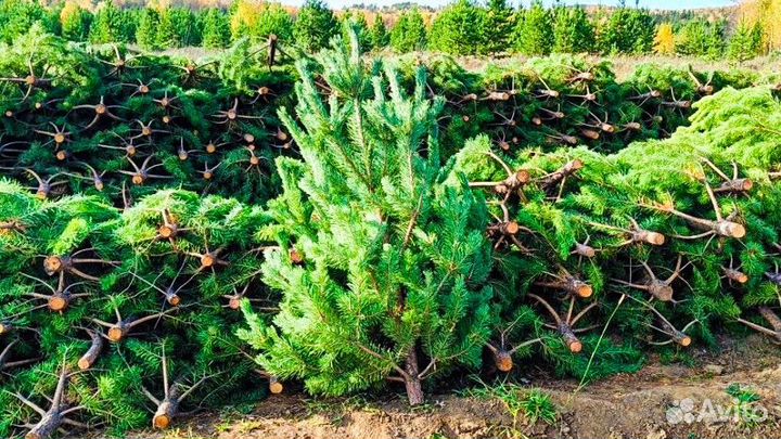 Елки сосны новогодние оптом