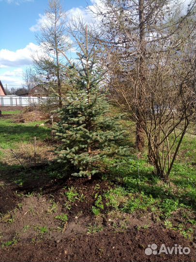 Ель голубая крупномер