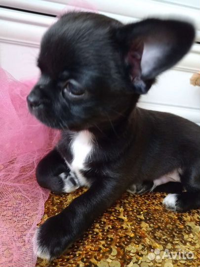 Щенки чихуахуа