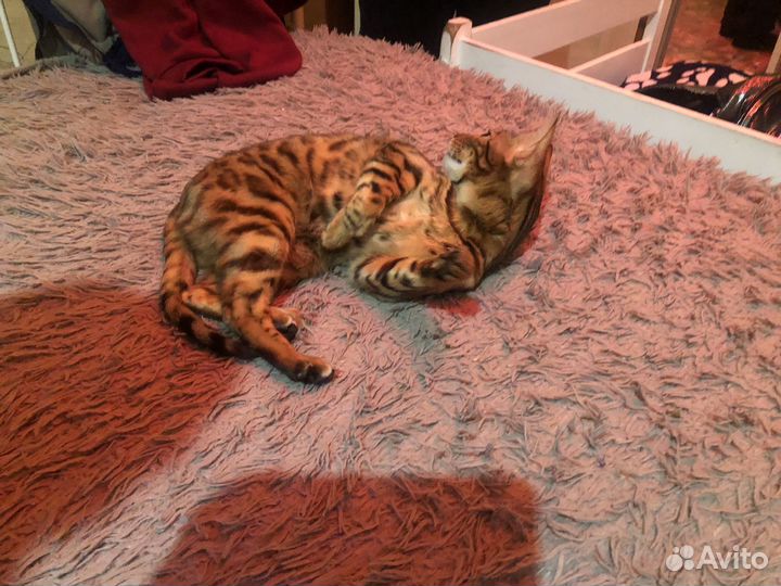 Бенгальская