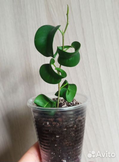 Фикус Барок