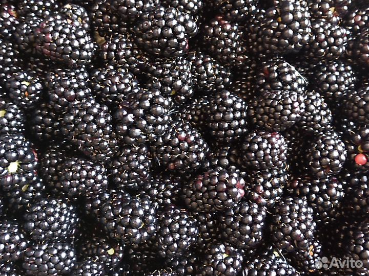 Саженцы ежевики