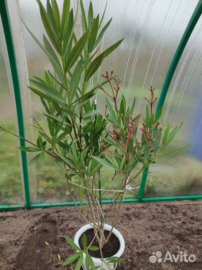 Олеандр дерево