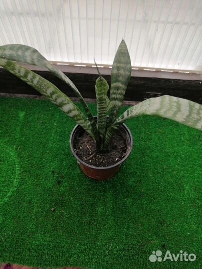 Бугенвилия сансервилия фикусы пеларгонии