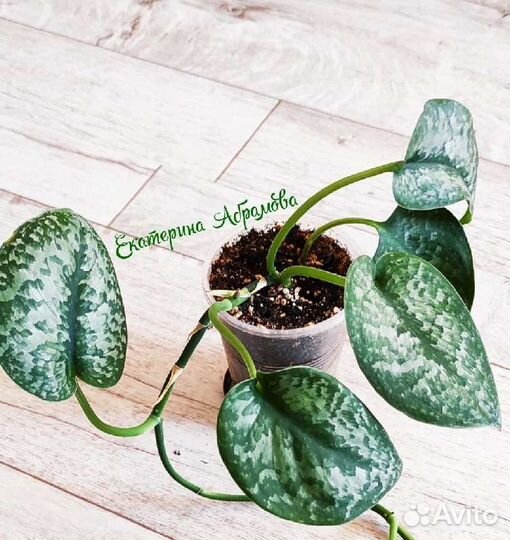 Сциндапсус Сильвер Сплеш (Silver Splash)