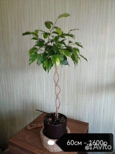 Фикус Бенджамина