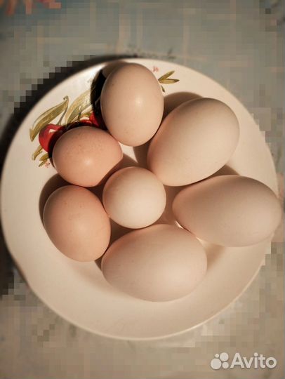 Инкубационные Яйца гусей, породы Линда, уток, кур