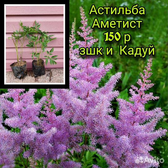 Садовые многолетники и цветы