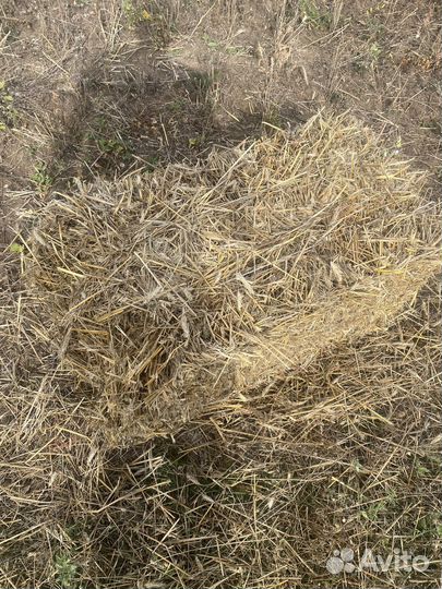 Солома в тюках для мульчирования