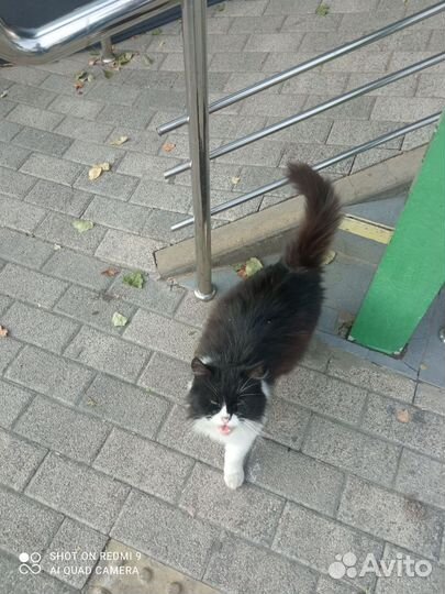 Котик Чернобел