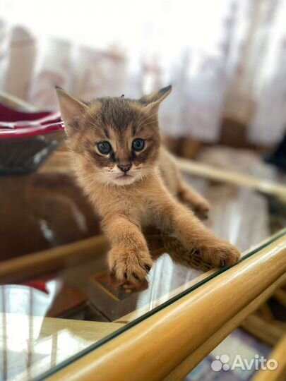 Котенок чаузи ф1