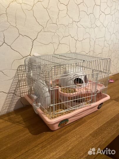 Сирийский хомяк с клеткой