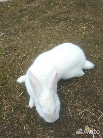 Кролики белый паннон