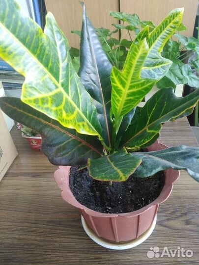 Кодиеум кротон