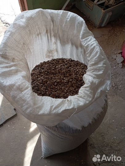 Семена арбуза холодок