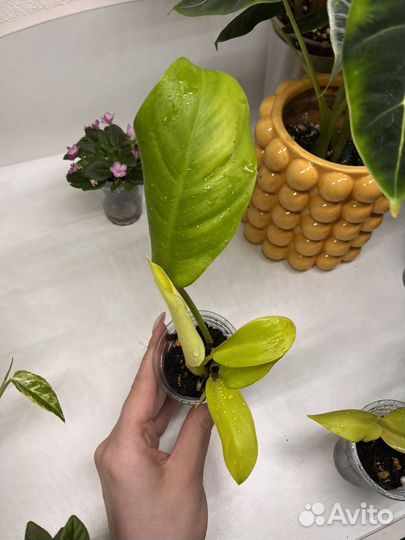 Филодендрон малай голд (локи голд)