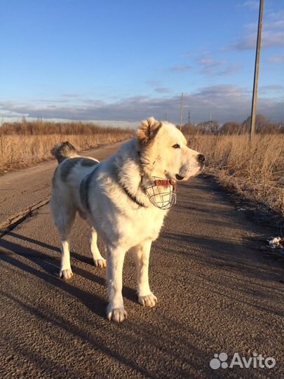 Алабай (вязка)