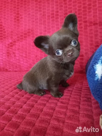 Мини мальчик