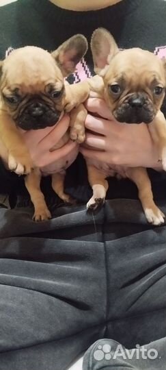 Французские бульдожки