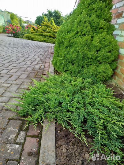 Можжевельник 