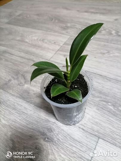 Фикус Эластика Мелани