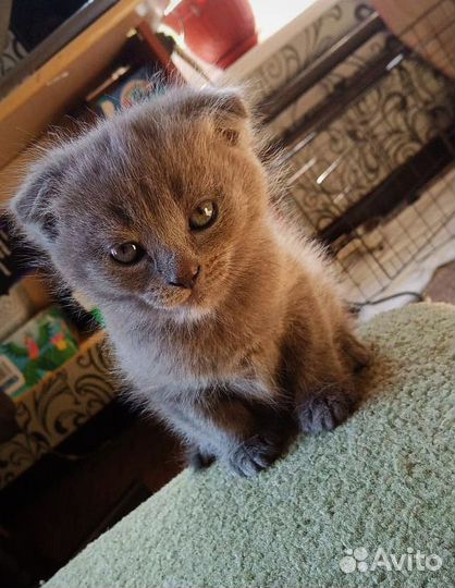Котенок в добрые руки