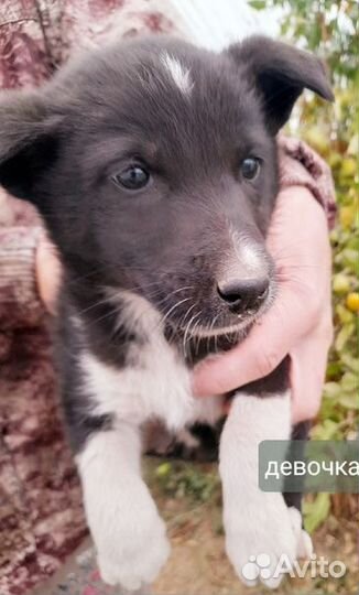 Щенки в добрые руки