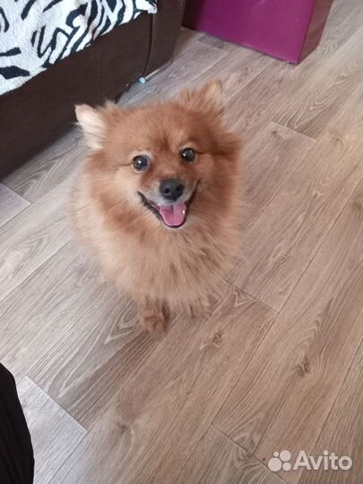 Немецкий шпиц девочка