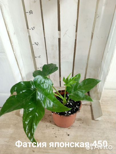 Комнатные цветы растение фатсия японская