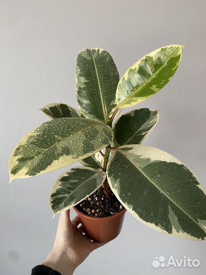 Фикус тинеке